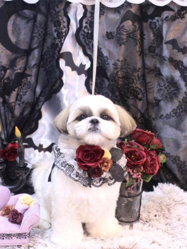 20231029みたらしちゃん